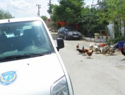 Hısımlar Arasında Husumet: 3 Ölü