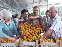 Salihli’de Kayısı Çiftçinin Yüzünü Güldürdü