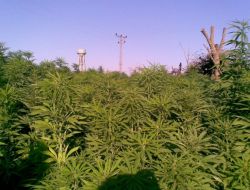 Uyuşturucu Operasyonları