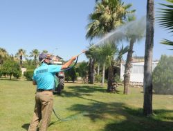 Kepez, Palmiye Böceğine Karşı Mücadelede En Temiz Bölge