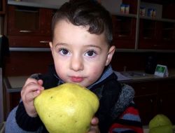 Dedesinden Miras Kalan Bahçede Kiloluk Armut Yetiştirdi