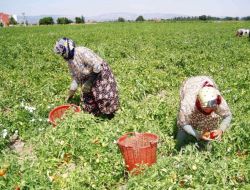 Edremit'te Domates Güvesi Mücadelesi Başladı