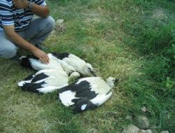 Rüzgârda Düşen Leylek Yavruları Annelerine Kavuşturuldu