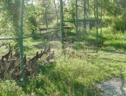 Keklik Ve Sülünler Tasbiata Salınıyor