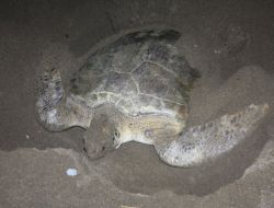 Caretta Carettalar Samandağ Sahiline Yumurta Bırakmaya Başladı