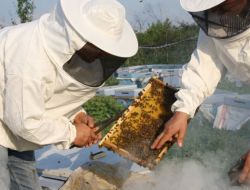 Yağışlar Orman Gülü Balı Üretimini Düşürdü