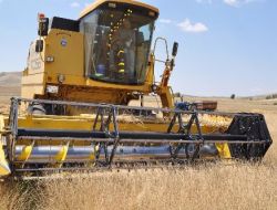 Çiftçiler Buğday Taban Fiyatının Açıklanmasını Bekliyor