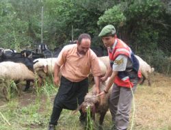 Mersin’de Hayvan Hırsızlığı Yapan 4 Kişi Yakalandı