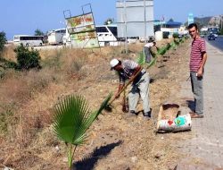 Alanya'da Kaldırım Kenarları Palmiyelerle Yeşillendiriliyor..