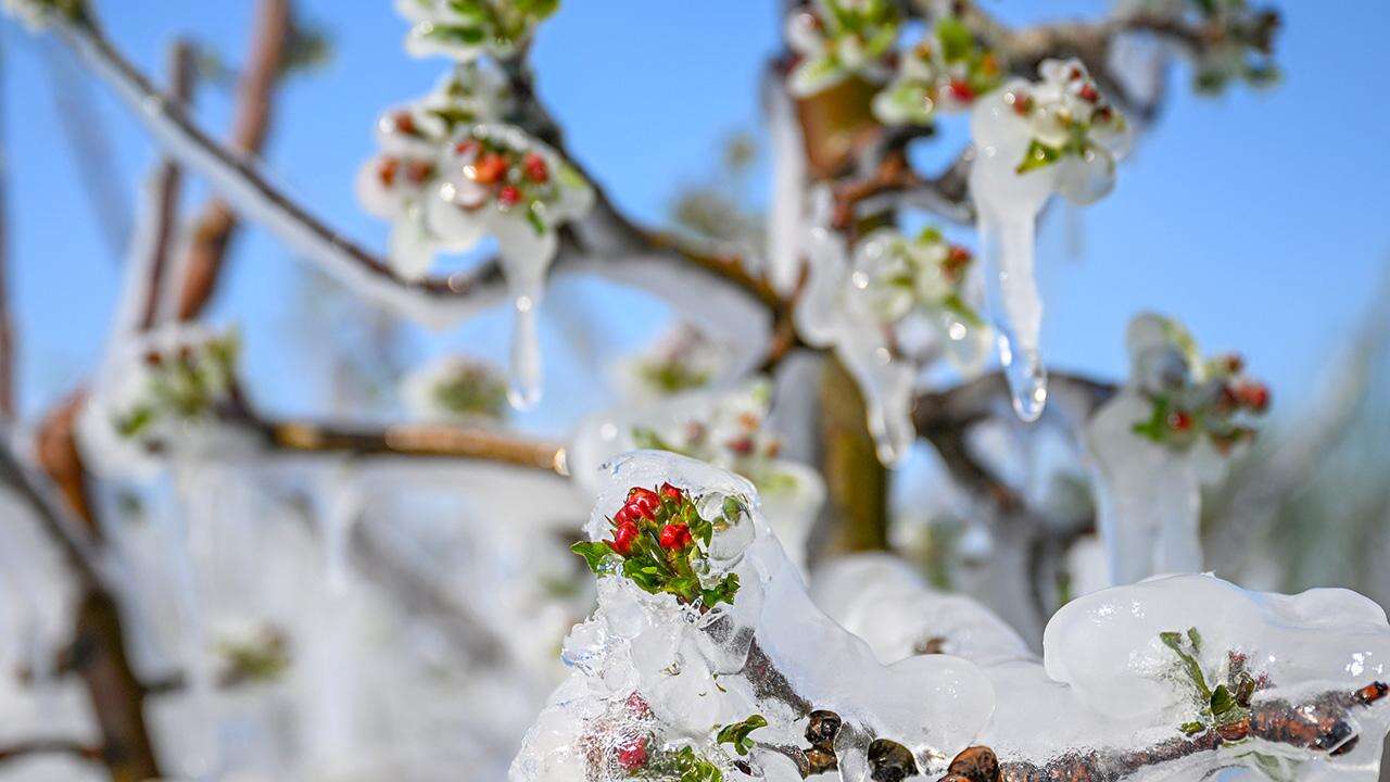 zirai-don-aa-2452163